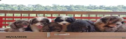 Cockapoo dogs for sale: Penny - Ad 3