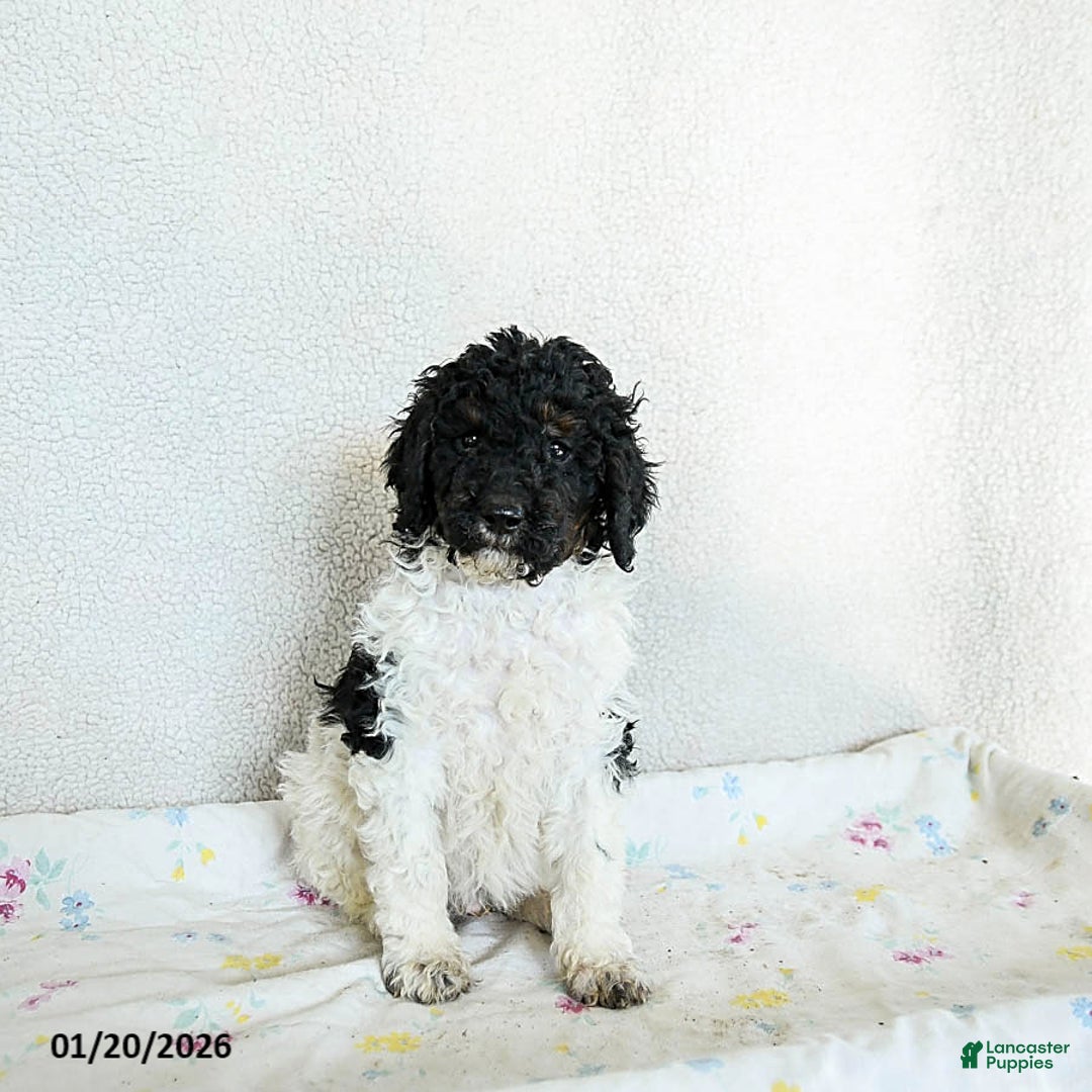 Standard Poodle dogs for sale: Murphy - Ad 1