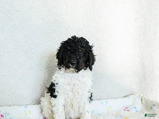 Standard Poodle dogs Murphy - Ad 11