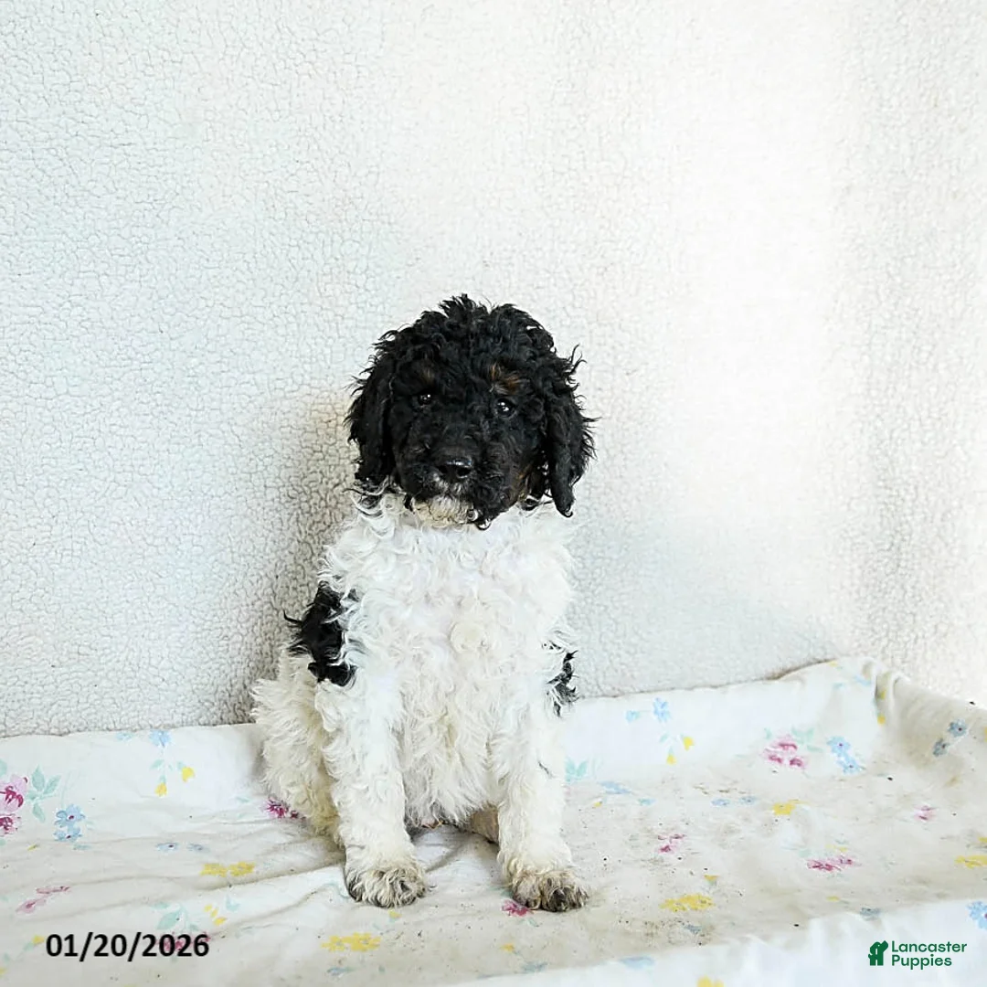 Standard Poodle dogs for sale: Murphy - Ad 1