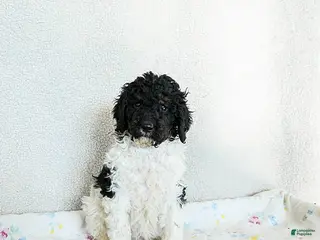 Standard Poodle dogs Murphy - Ad 17