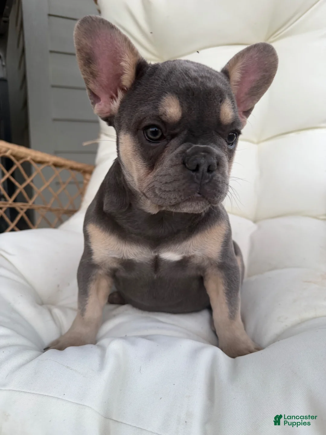 French Bulldog dogs for sale: French Bulldog Puppy 1 - Ad 1
