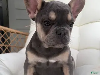 French Bulldog dogs French Bulldog Puppy 1 - Ad 17