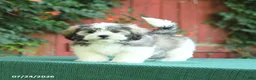 Malshi dogs for sale: Dean - Ad 3