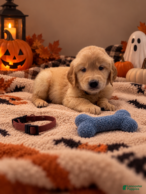 Golden Retriever dogs for sale: Major - Brown Collar - Ad 10