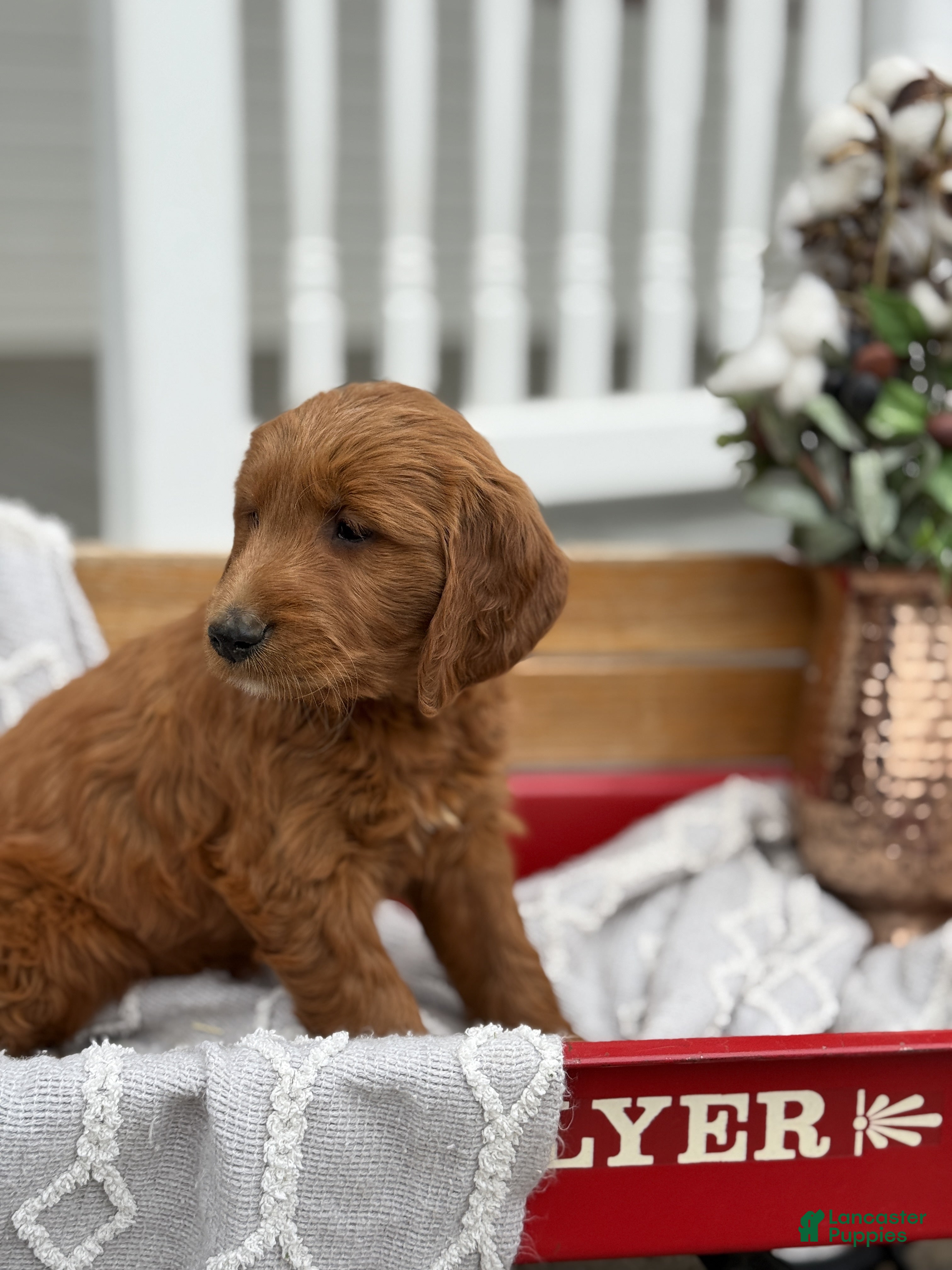 Goldendoodle dogs Opal - Ad 2