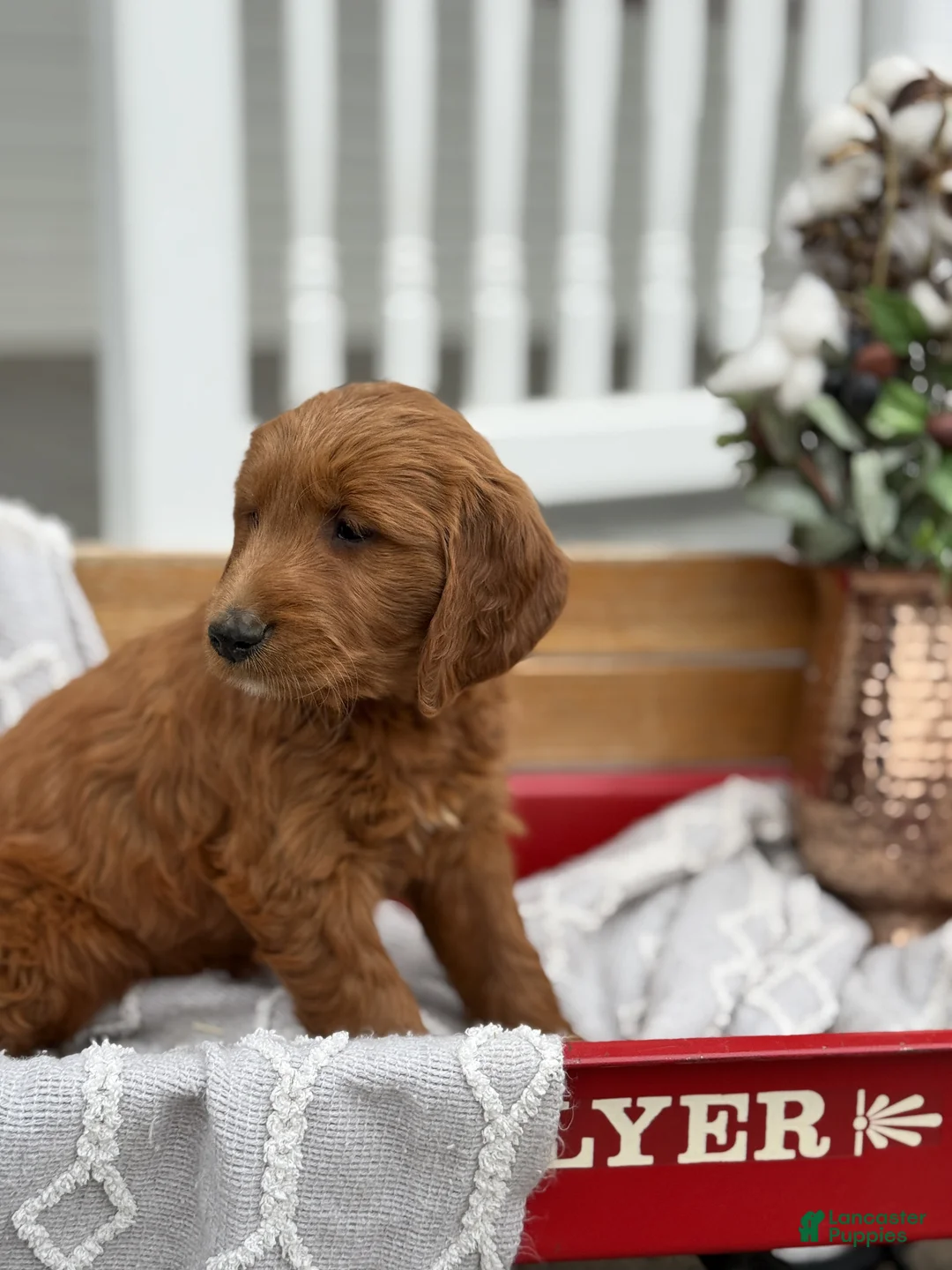 Goldendoodle dogs for sale: Opal - Ad 2