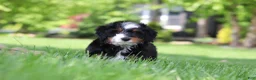 Mini Bernedoodle dogs for sale: Sawyer - Ad 7