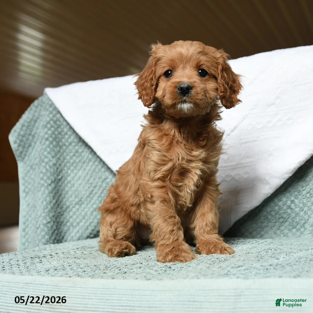 Cavapoo dogs for sale: Bubbles - Ad 1