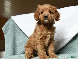 Cavapoo dogs for sale: Bubbles - Ad 4