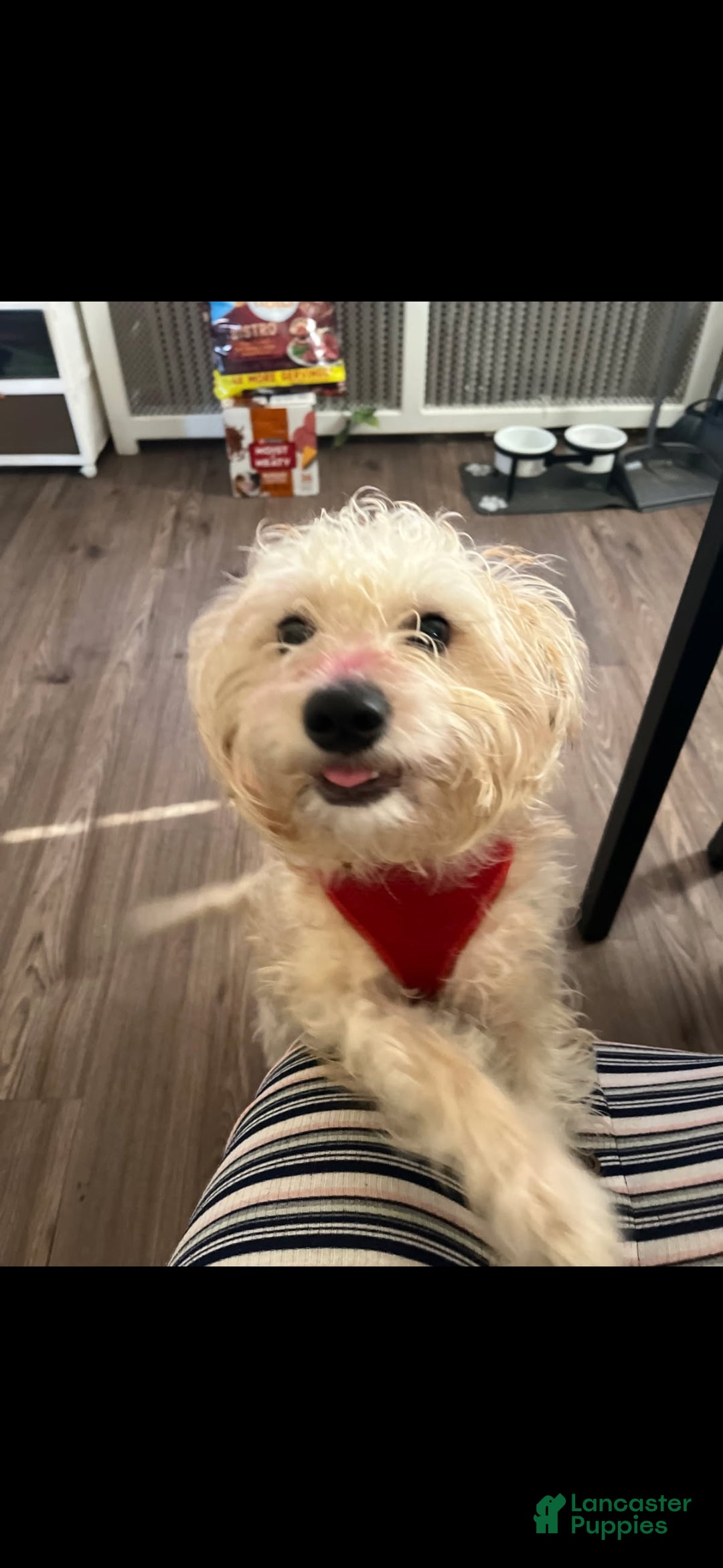 Mixed Breed dogs for sale: Mixed Breed Puppy 4 - Ad 2