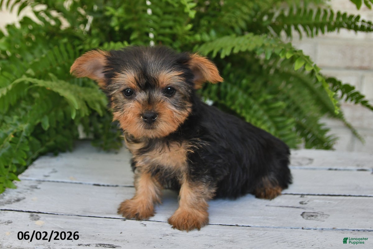Yorkshire Terrier dogs for sale: Muffin - Ad 4