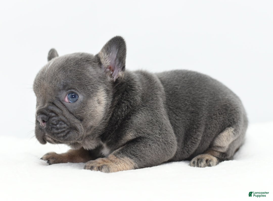 Mixed Breed dogs for sale: Queen lilac tricolor  - Ad 25