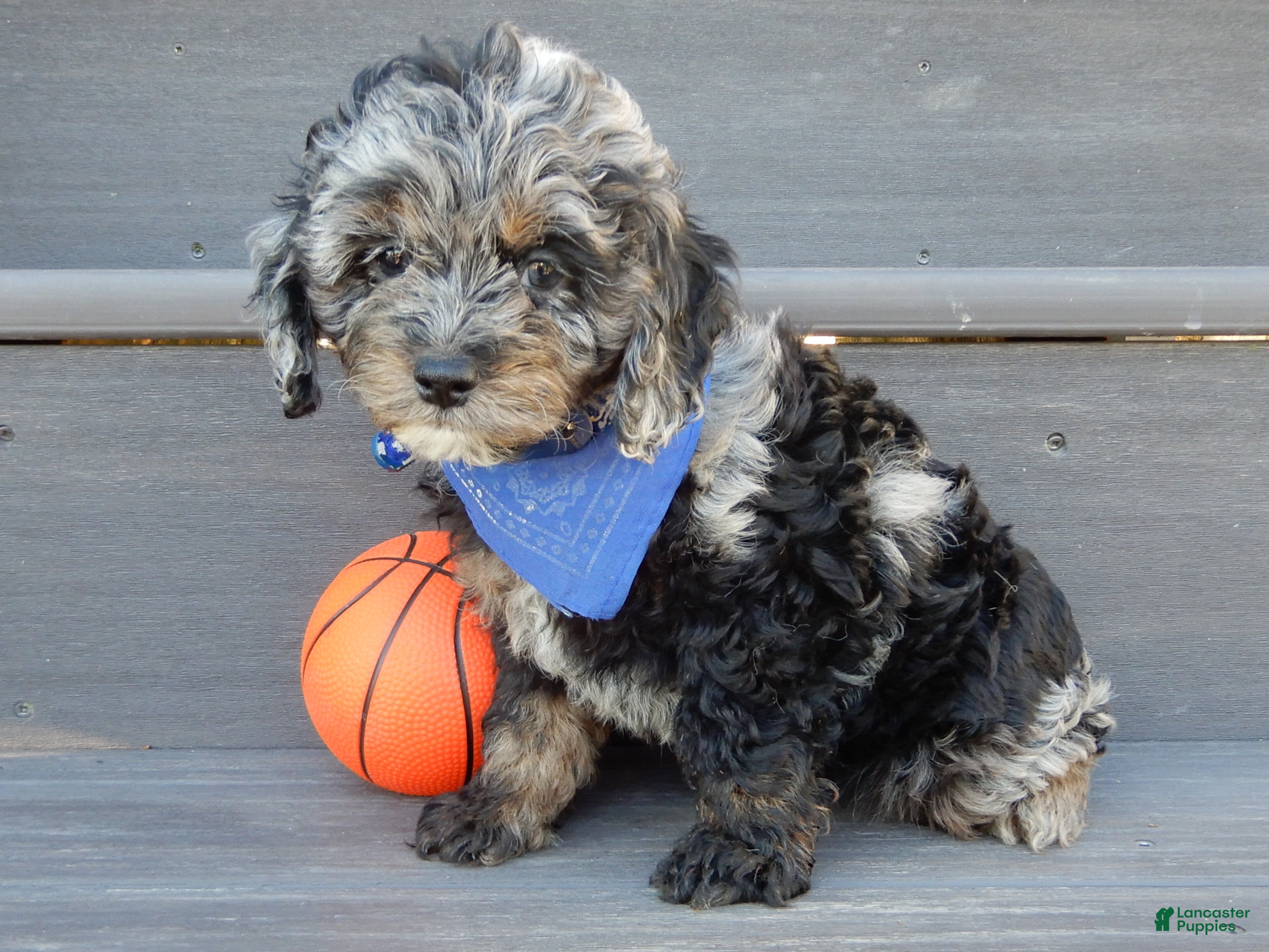 Cockapoo dogs Easton - Ad 1