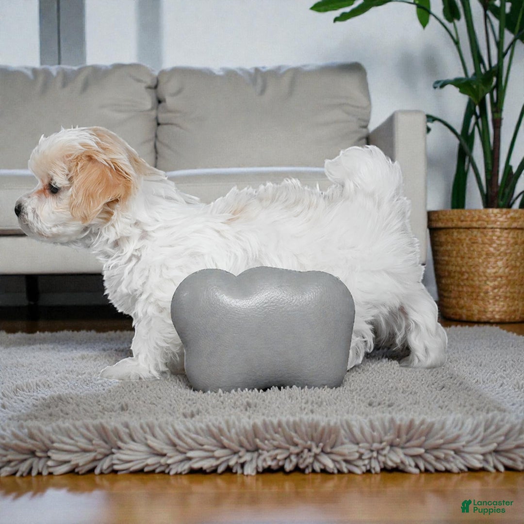 Maltipoo dogs for sale: rocky - Ad 9