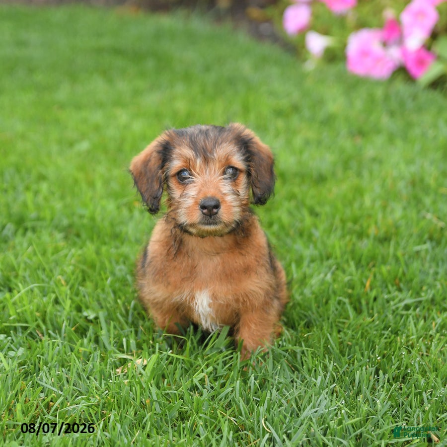 Mixed Breed dogs Daisy - Ad 2