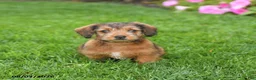 Mixed Breed dogs for sale: Daisy - Ad 2