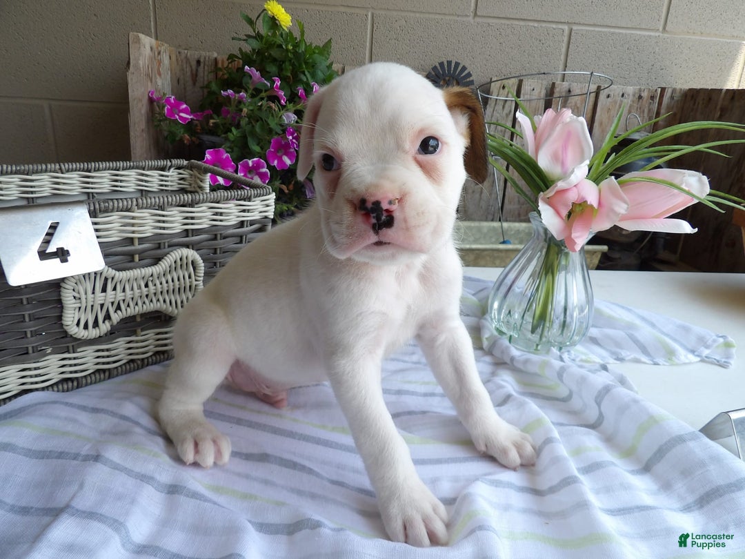 Gallery Image {{count}}