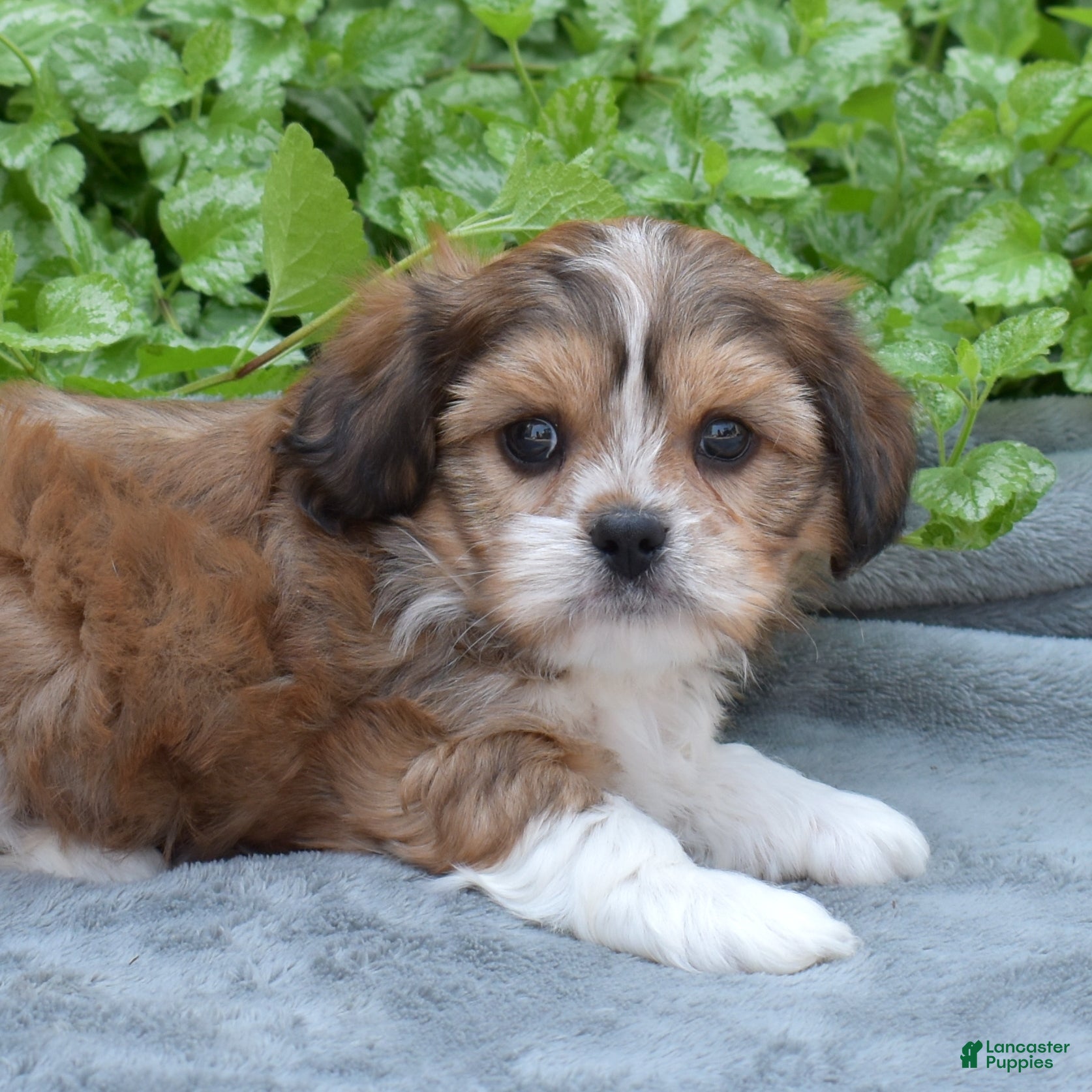 Mixed Breed dogs Birch - Ad 1