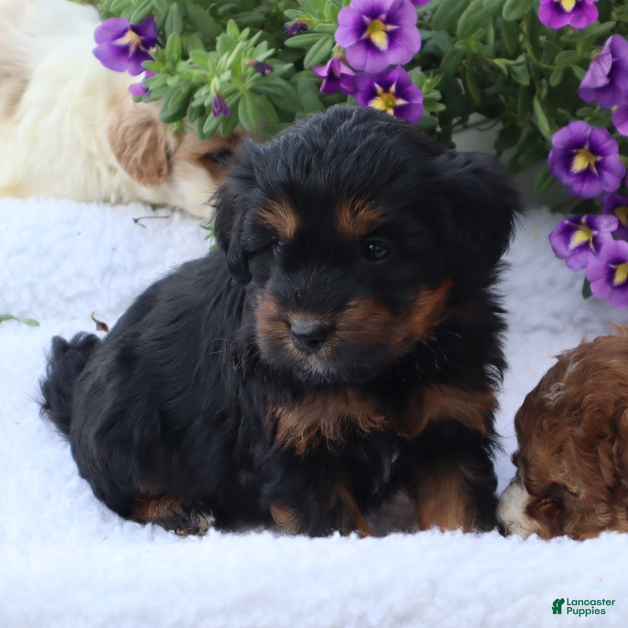 Mini Goldendoodle dogs Chase - Ad 2