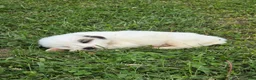 Great Pyrenees dogs for sale: James - Ad 26