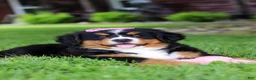 Bernese Mountain Dog dogs for sale: Suzie - Ad 14