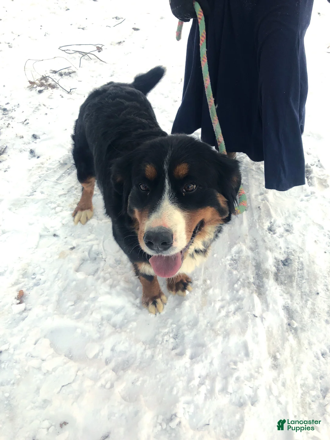 Bernese Mountain Dog dogs for sale: Bernese Mountain Dog Puppy 3 - Ad 2