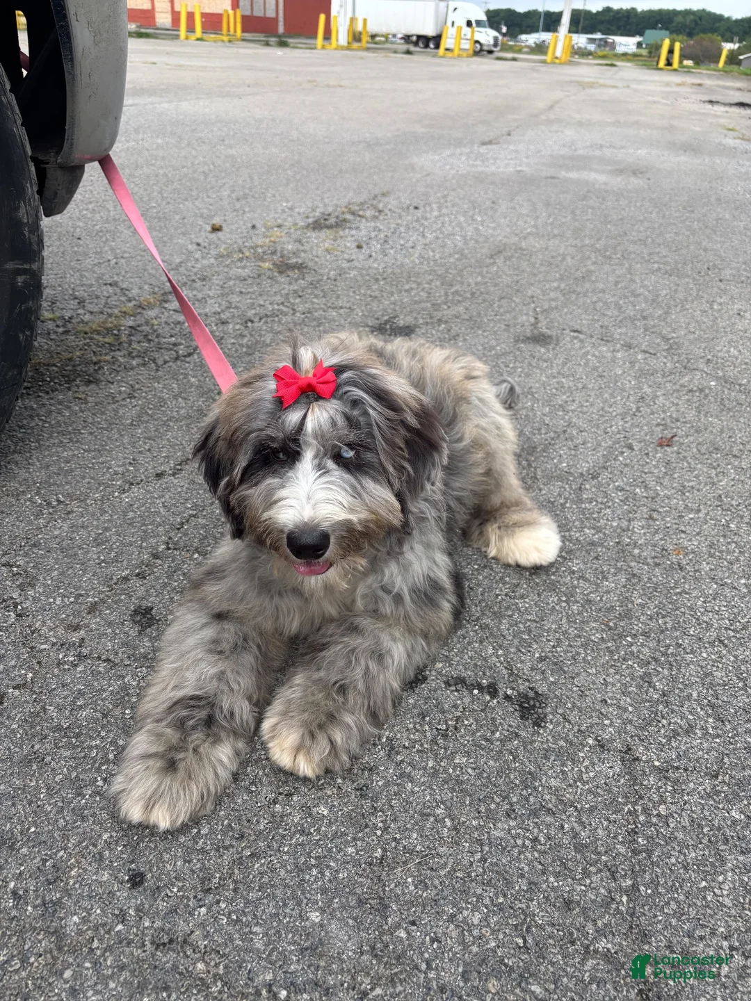 Bernedoodle dogs for sale: Neema - Ad 1