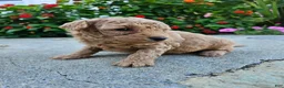 Bichpoo dogs for sale: Waffle - Ad 7