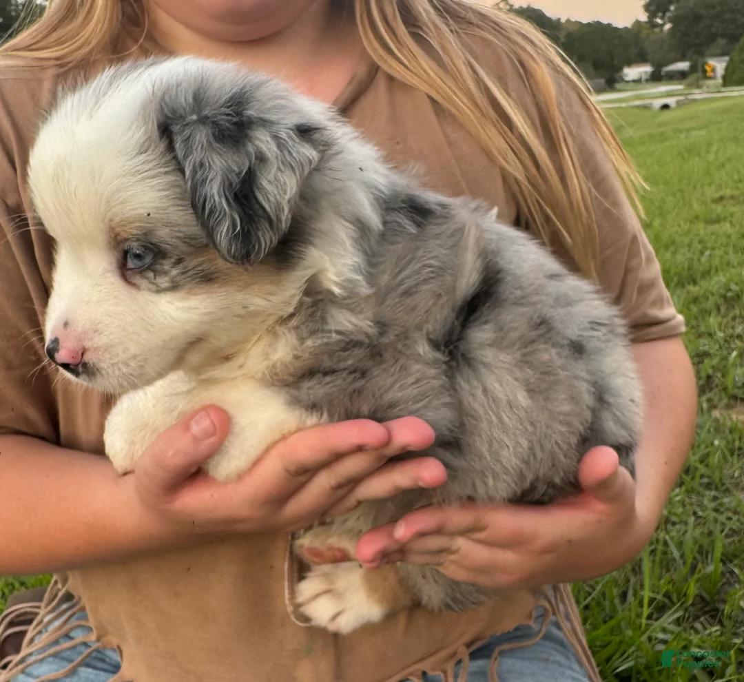 Miniature Australian Shepherd dogs for sale: Miniature Australian Shepherd 1 - Ad 1