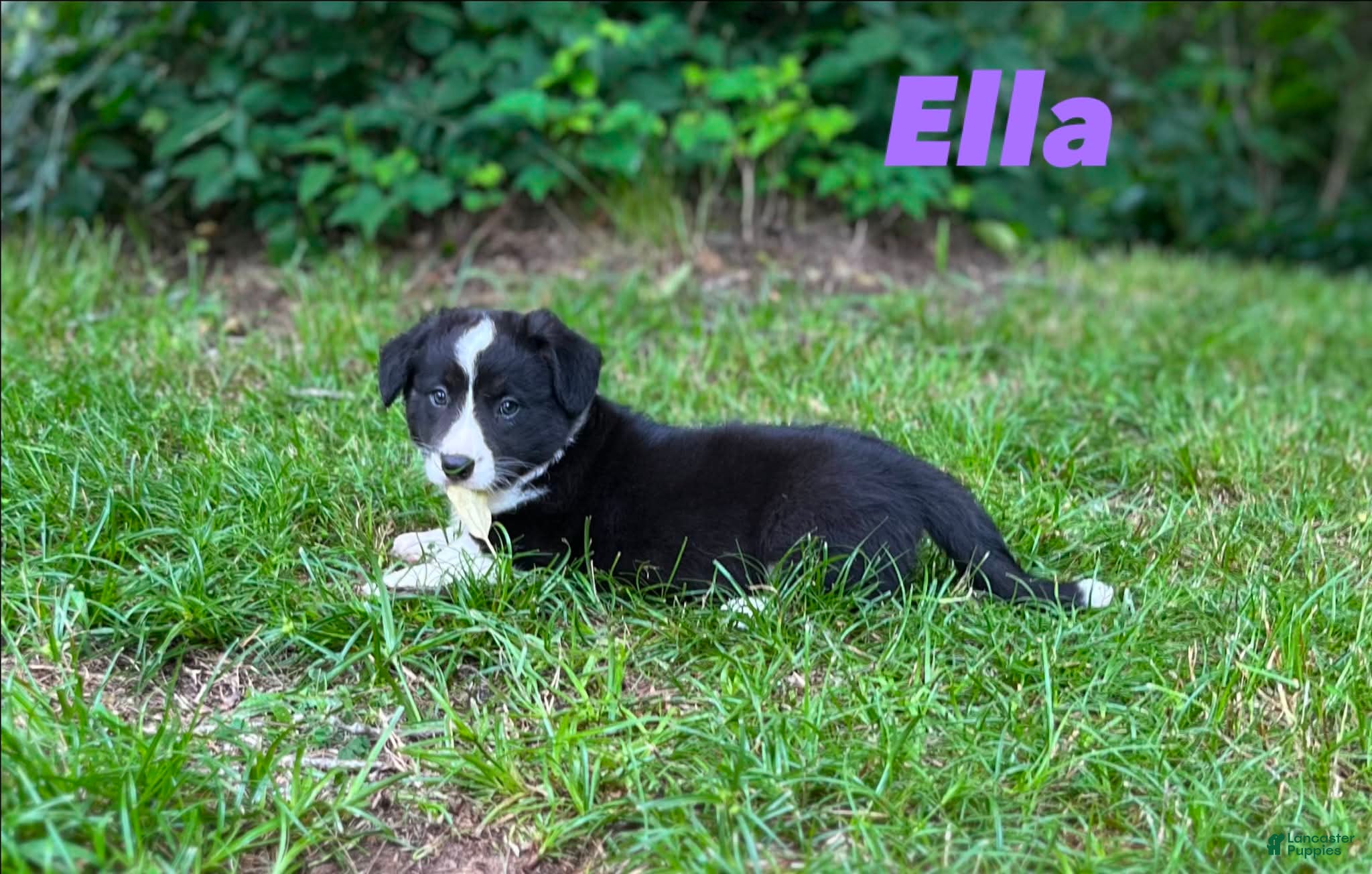 Welsh Corgi Cardigan dogs Ella - Ad 2