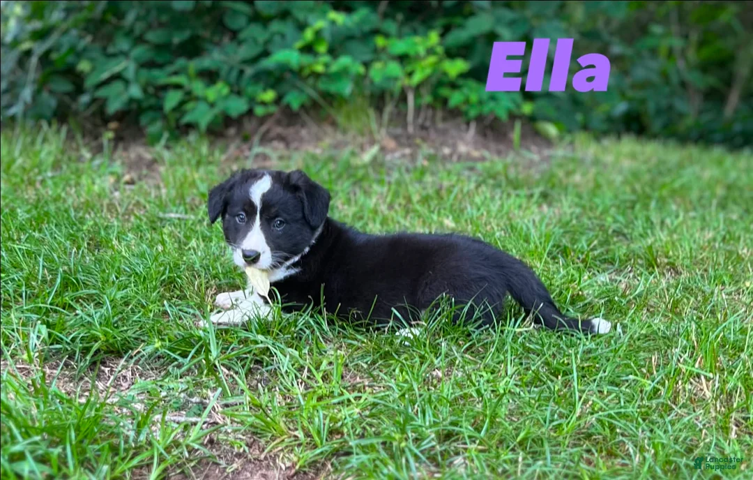 Welsh Corgi Cardigan dogs for sale: Ella - Ad 2