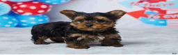 Yorkshire Terrier dogs for sale: Drax - Ad 5