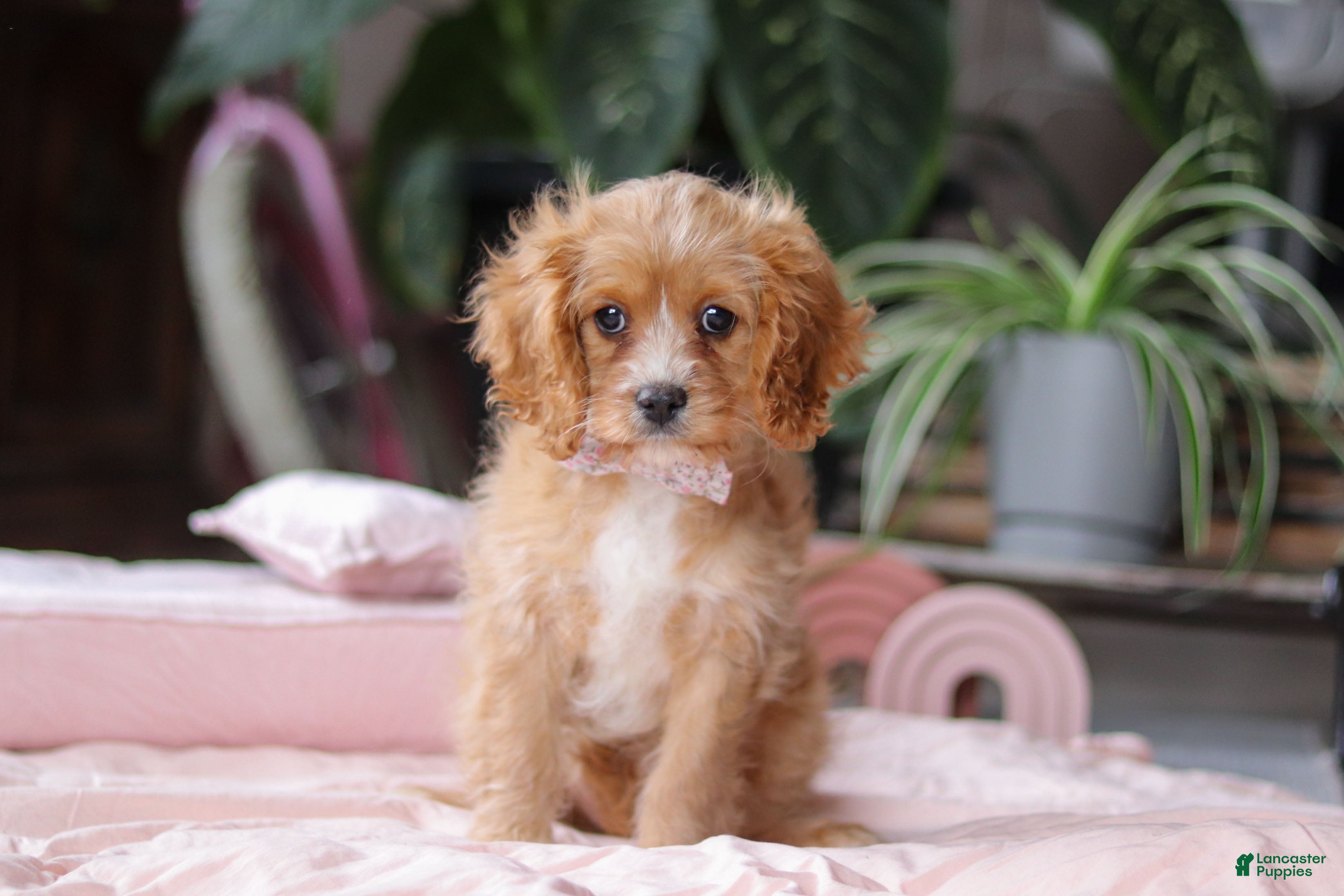 Cavapoo dogs Rita - Ad 20