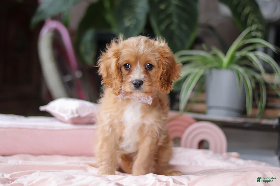 Cavapoo dogs for sale: Rita - Ad 1