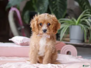 Cavapoo dogs Rita - Ad 20