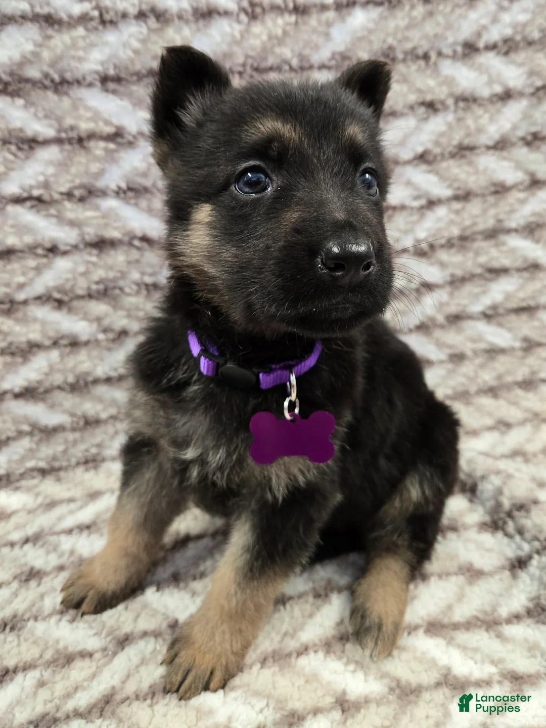German Shepherd dogs for sale: Charli - Ad 2