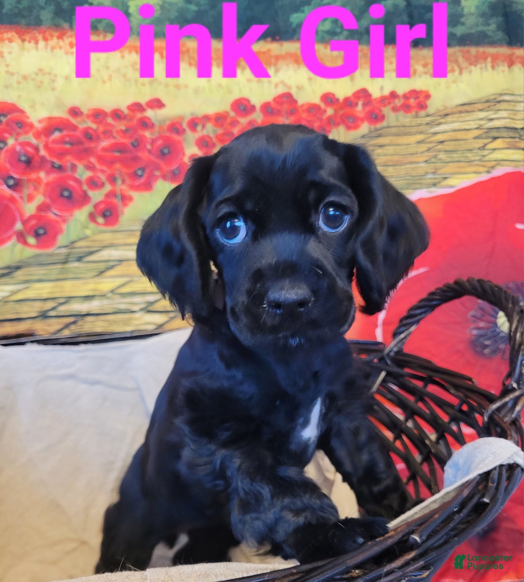Cockapoo dogs for sale: Pink Girl  - Ad 6