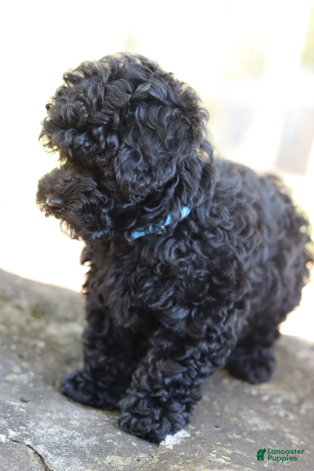 Miniature Poodle dogs for sale: Axel - Ad 2