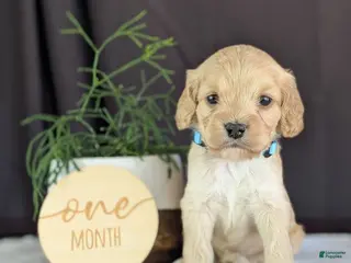 Cockapoo dogs for sale: Archie - Ad 4