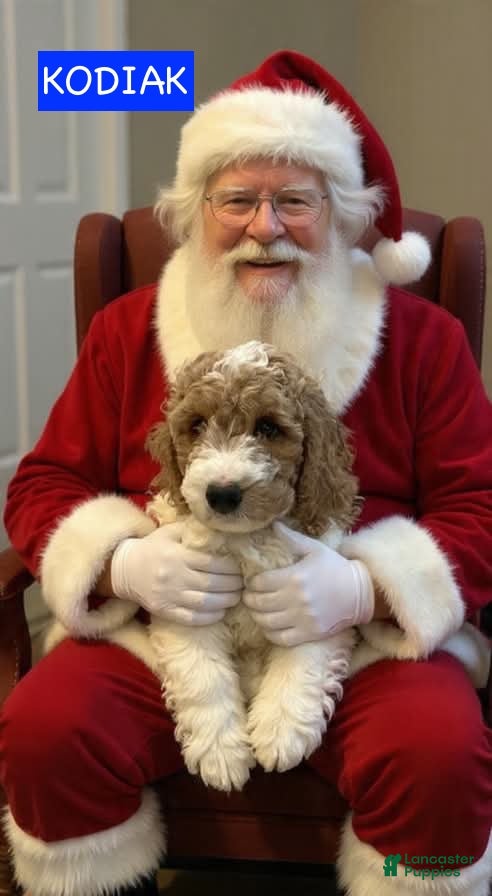 Miniature Labradoodle dogs Kodiak - Ad 19