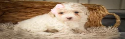 Miniature Poodle dogs for sale: Jett 🐾  - Ad 4