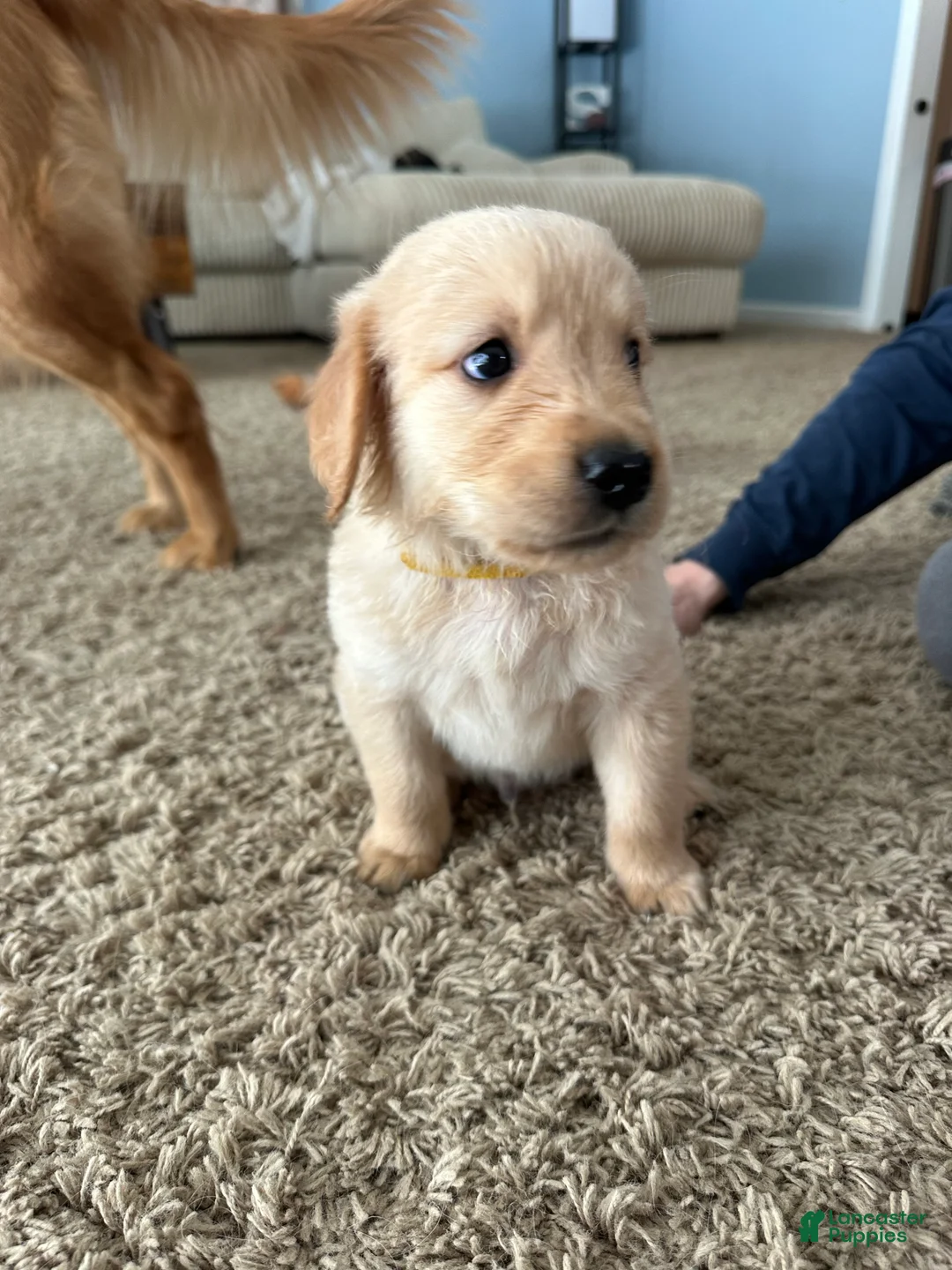 Golden Retriever dogs for sale: Holly - Ad 1