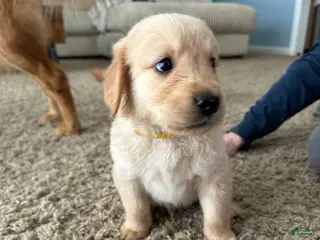 Golden Retriever dogs for sale: Holly - Ad 2