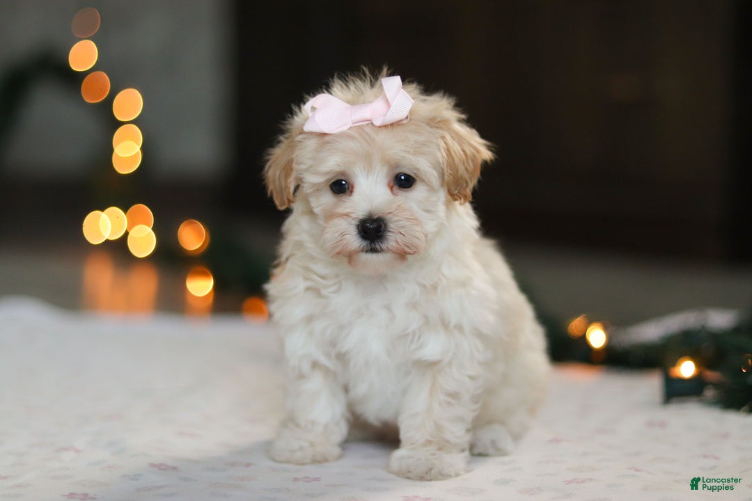 Havapoo dogs for sale: Clover - Ad 4