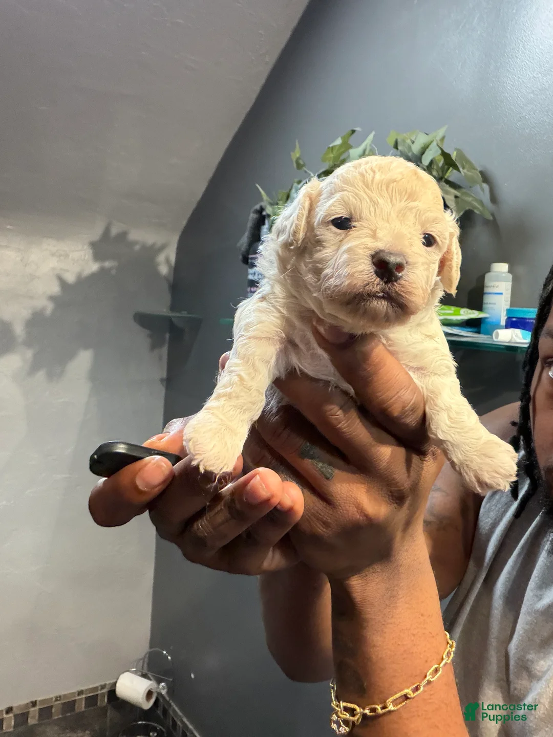Bichpoo dogs for sale: Toya - Ad 2