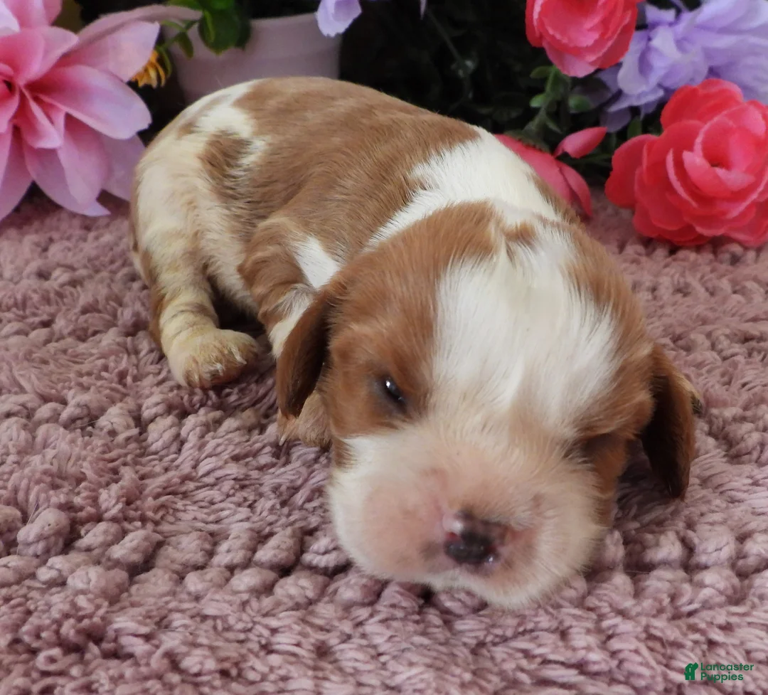 Cavalier King Charles Spaniel dogs for sale: #3 Male (Lulu's) - Ad 2