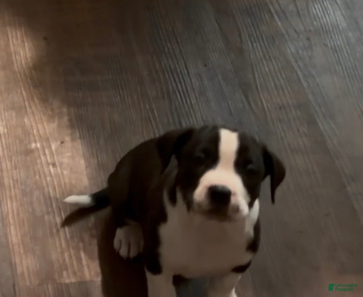 Mixed Breed dogs Mixed Breed Puppy 3 - Ad 41