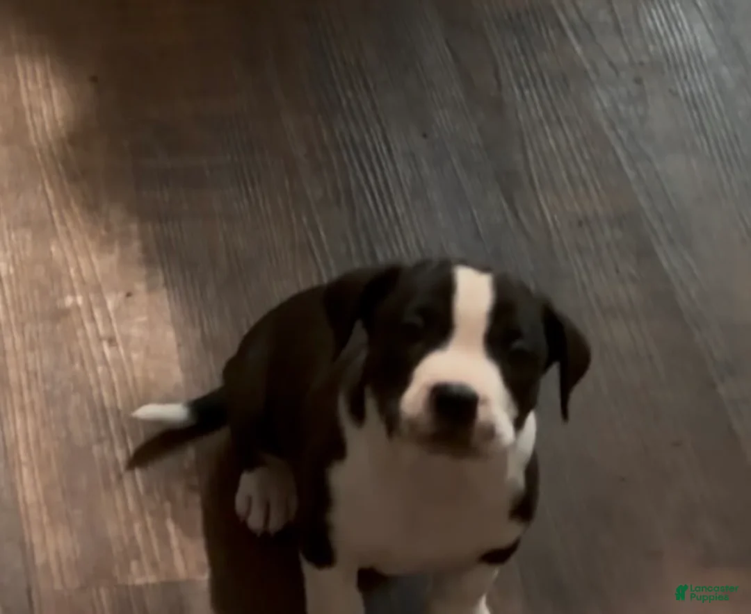 Mixed Breed dogs for sale: Mixed Breed Puppy 3 - Ad 1