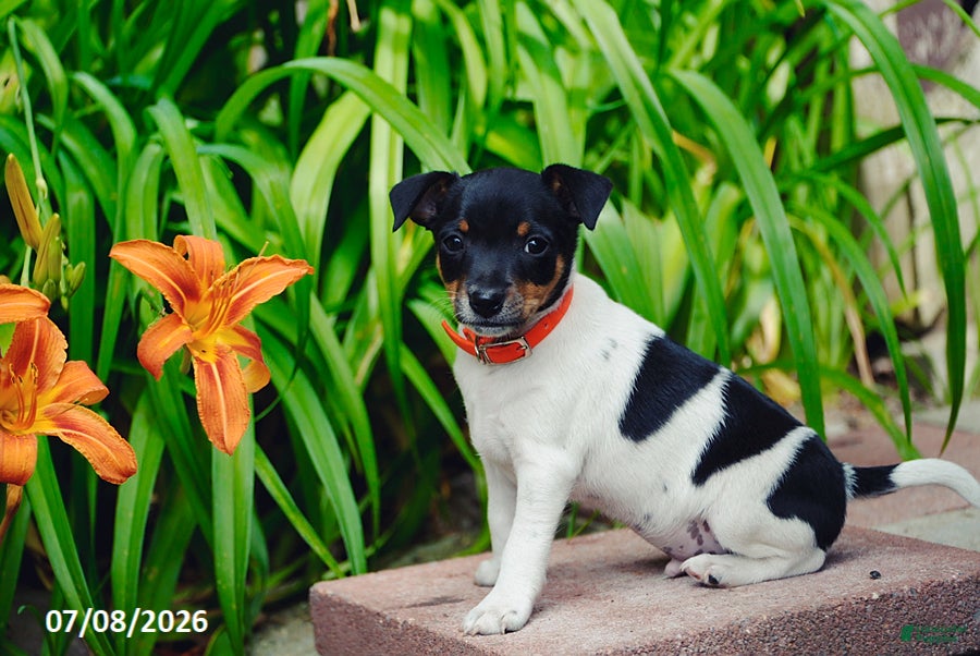 Toy Fox Terrier dogs Trooper - Ad 1
